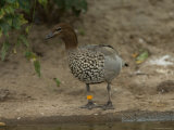 Female Maned Goose at the Sedgwick County Zoo Photographic Print by Joel Sartore