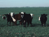 Group of Cattle in a Farmer's Field Photographic Print by Ira Block