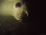 Inquisitive Southern Elephant Seal's Eye and Nose Underwater, Australia Photographic Print by Jason Edwards