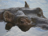 Hippopotamus Goes for a Swim at the Sedgwick County Zoo, Kansas Photographic Print by Joel Sartore