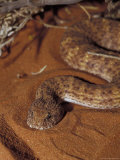 Desert Death Adder Stalking Prey on a Red Desert Sand Dune, Alice Spring Desert Park, Australia Photographic Print by Jason Edwards