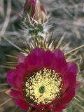 Detail Bloom of a Hedgehog Cactus Photographic Print by Rich Reid