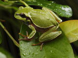 Endangered Pine Barrens Treefrog Hops Onto a Leaf Photographic Print by George Grall