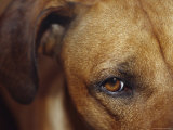 Floopy Ear and Watchful Stare of a Rhodesian Ridgeback Dog, North Carlton, Australia Photographic Print by Jason Edwards