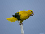 Golden Conures at the Sedgwick County Zoo, Kansas Photographic Print by Joel Sartore