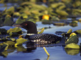 Common Loon on Bottenintnin Lake, Alaska Photographic Print by Rich Reid