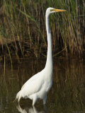 Great Egret Forages in a Canal Photographic Print by George Grall