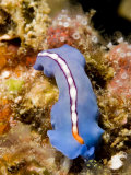 Flatworm Crawling over the Reef, Malapascua Island, Philippines Photographic Print by Tim Laman