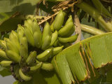 Green Bananas Hanging in a Stalk in a Banana Tree, Hawaii Photographic Print by Bill Hatcher