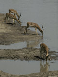 Impalas Drinking Timidly at a Waterhole During Drought Photographic Print by Jason Edwards