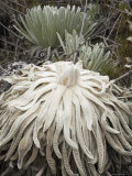 Espeletia Plant That Grows at an Altitude of over 10,000 Feet Photographie par David Evans