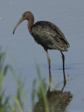 Glossy Ibis is Wading Photographie par George Grall