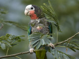 Cuban Amazon at the Sedgwick County Zoo, Kansas Photographic Print by Joel Sartore