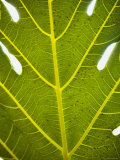 Holes in Green Leaf with Veins and Spots on the under Side, Belize Photographic Print by James Forte