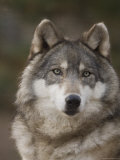 Gray Wolves at the Rolling Hills Wildlife Adventure Photographie par Joel Sartore