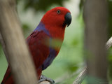 Female Grand Eclectus Parrot at the Zoo Photographic Print by Joel Sartore