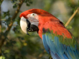 Green-Winged Macaw from the Sedgwick County Zoo, Kansas Photographic Print by Joel Sartore