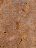 Detail of the Oxidised Rust Sandstone Surface of Ayres Rock Aka Uluru, Australia Photographic Print by Jason Edwards