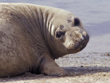 Face Portraite of a Cute, Friendly Southern Elephant Seal on a Beach, Australia Photographic Print by Jason Edwards