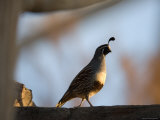 Gambel's Quail at the Omaha Zoo, Nebraska Photographie par Joel Sartore