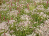 Flowers and Grasses in the Wind Photographie par Skip Brown