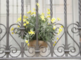 Flowered Plant in a Window Sill, Ravenna, Italy Photographic Print by Gina Martin