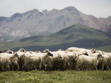 Flock of Sheep, Qinghai, China Photographie par David Evans