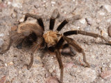 Desert Tarantula Spider Crawling Across a Road Photographic Print by George Grall