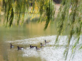 Geese in Central Park Photographic Print by Stacy Gold
