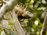 Iguana in Tree, Belize Photographic Print by Tim Laman
