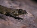 Head and Front Leg Claw Detail of a Mertens Water Monitor Sun Basking, Australia Photographic Print by Jason Edwards