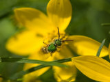 Insect Feeds on Yellow Correopsis Flowers, Elkhorn, Nebraska Photographie par Joel Sartore