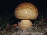 Fungi Erupting Through the Soil of a Wetland Forest Floor, Australia Photographic Print by Jason Edwards