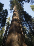 Giant Redwood in the Mariposa Grove, California Photographic Print by Bill Hatcher