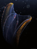 Delicate Comb Jelly, Neis Genus, Displays Underwater Bioluminescence, Australia Photographic Print by Jason Edwards