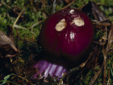 Deep Purple Fungi, Cortinarius Archeri, with Animal Bites, Australia Photographic Print by Jason Edwards