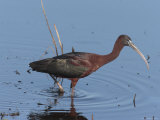 Glossy Ibis Wades for Food in a Salt Marsh Photographic Print by George Grall