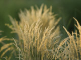 Grass at the Sedgwick County Zoo, Kansas Photographic Print by Joel Sartore
