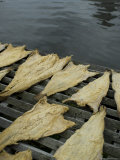Fish Drying on a Rack Along the Mystic River, Connecticut Photographic Print by Todd Gipstein
