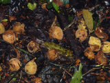 Fruit Eaten by Chimpanzee Rotting on the Rainforest Floor Photographic Print by Jason Edwards