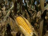 Drought-Damaged Feed Corn near Otoe, Ne Photographic Print by Joel Sartore