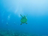 Diving Las Tortugas with Hawksbill Turtle, Mexico Photographic Print by Michael S. Lewis