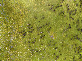 Large Herd of Several Hundred Buffalo and Egrets, Zambezi Delta, Mozambique Photographic Print by Michael Fay