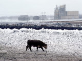 One Cow Walking in Feedlot, Winter Snow Storm, Kansas Photographic Print by Brimberg & Coulson 