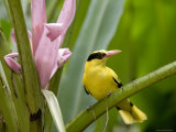 Portrait of a Black-Naped Oriole, Singapore Photographic Print by Tim Laman