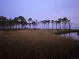 Landscape of a Swamp in Florida Photographic Print by Stacy Gold