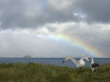 Courtship Behavior, Wandering Albatross, Prion Island, South Georgia Photographic Print by Ralph Lee Hopkins