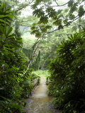 Flooded Path at Manoa Falls, Honolulu, Hawaii Photographie par Stacy Gold