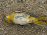 Orchard Oriole on a Gravel Road in Montana Photographic Print by Joel Sartore