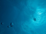 Hawksbill Turtle Rising to the Surface, Mexico Photographic Print by Michael S. Lewis